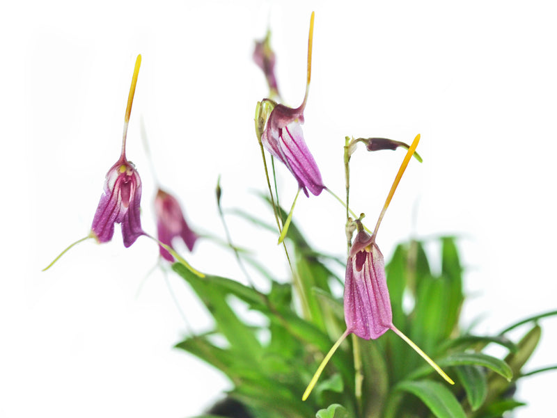 Trisetella triglochin 001922