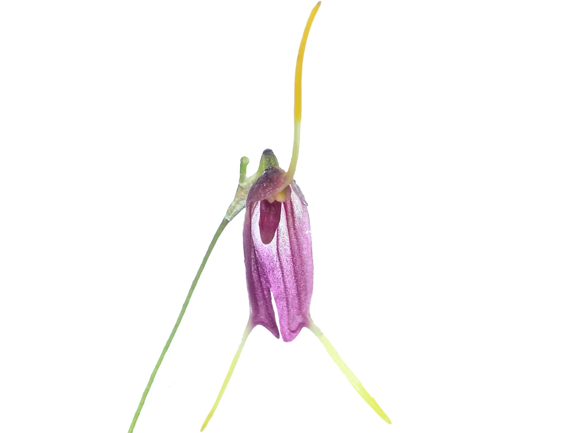 Trisetella triglochin 001922