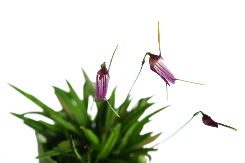 Trisetella triglochin 001922