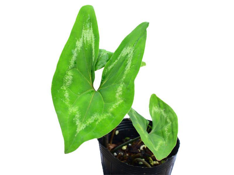 Ulearum donburnsii 'Crown'