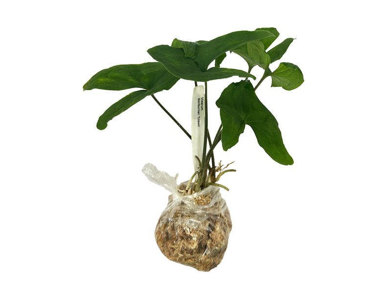 Ulearum donburnsii 'Crown'