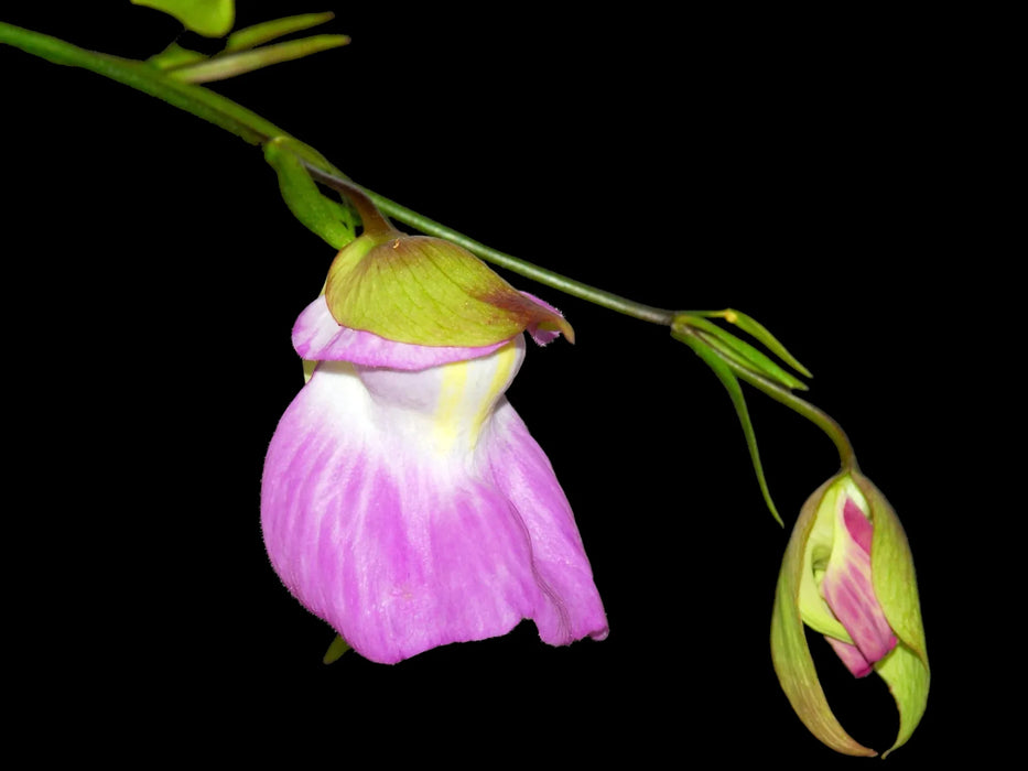 Utricularia uniflora