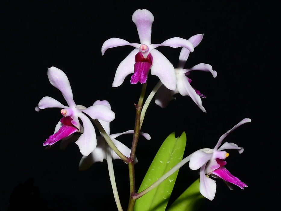 Vanda Ben Berliner