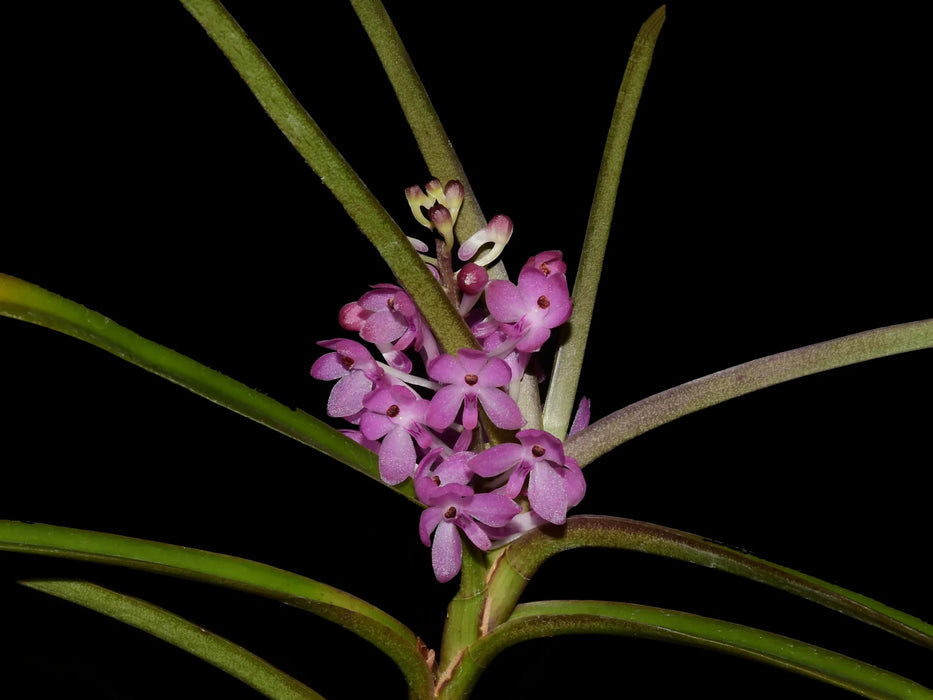 Vanda christensoniana