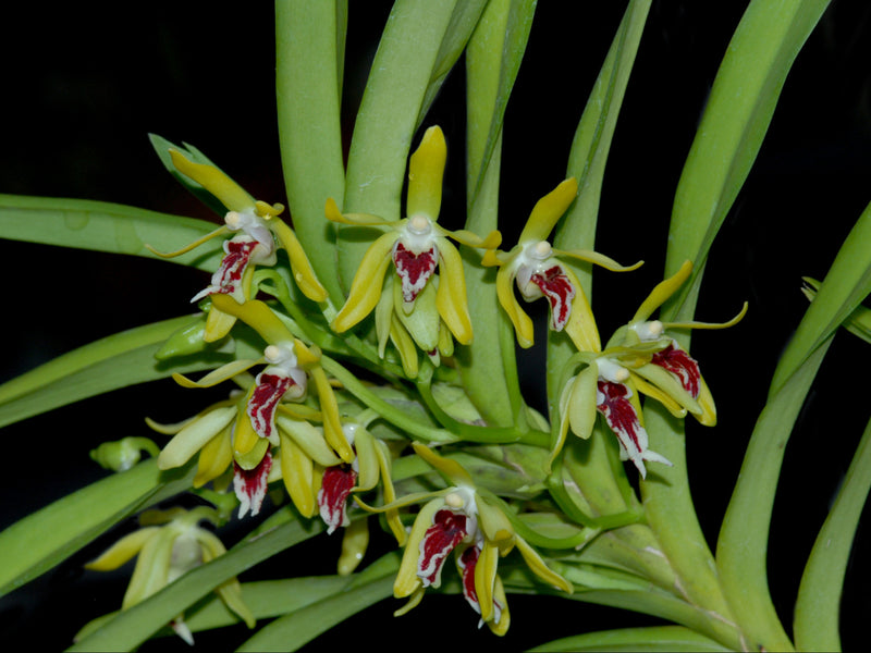 Vanda cristata