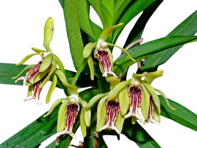 Vanda cristata