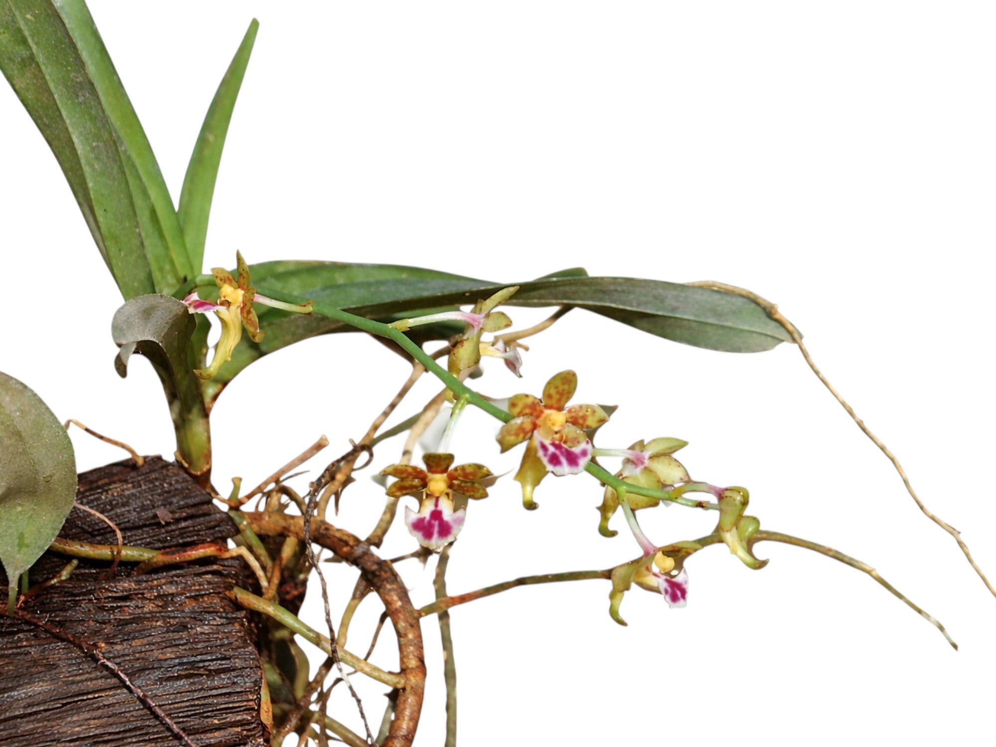 Vanda flabellata