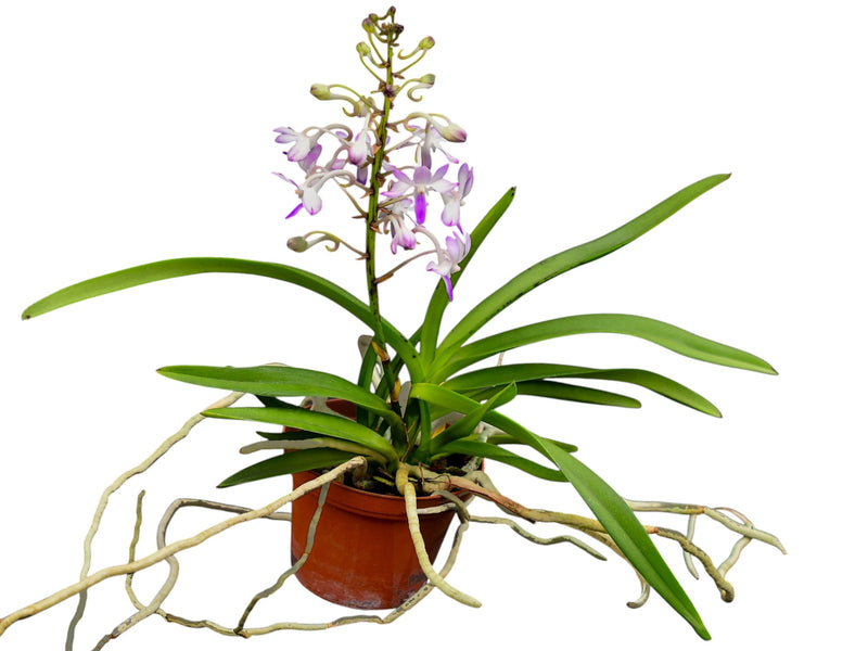 Vandachostylis Lou Sneary