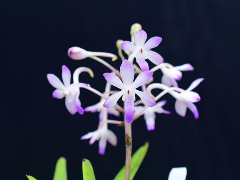Vandachostylis Lou Sneary 'Shoutemo'