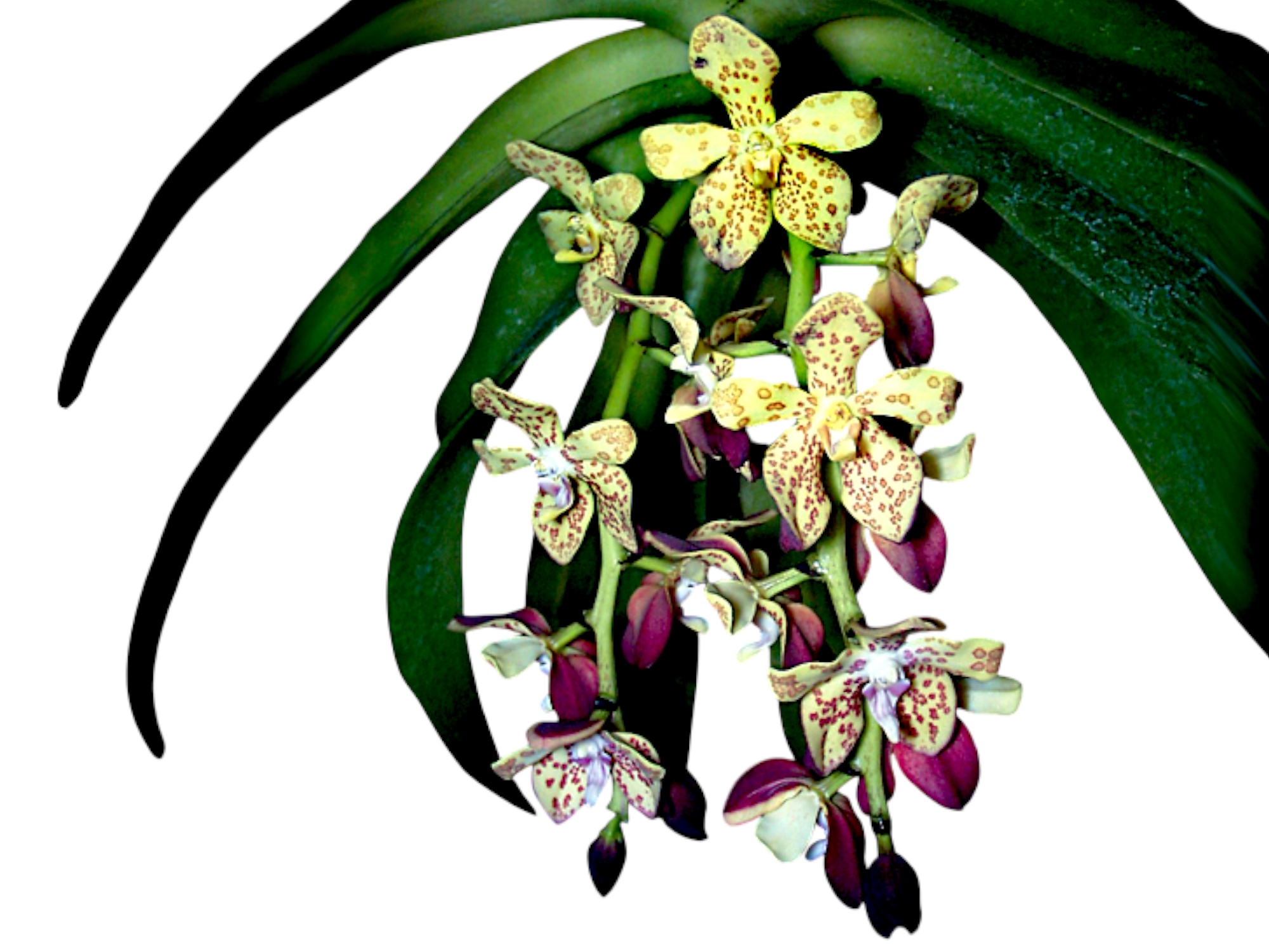 Vandopsis gigantea