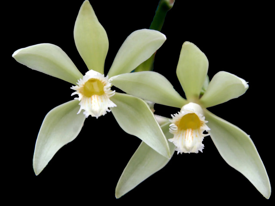 Vanilla odorata