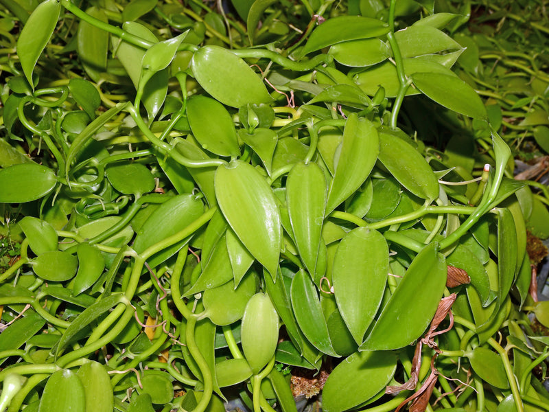 Vanilla planifolia