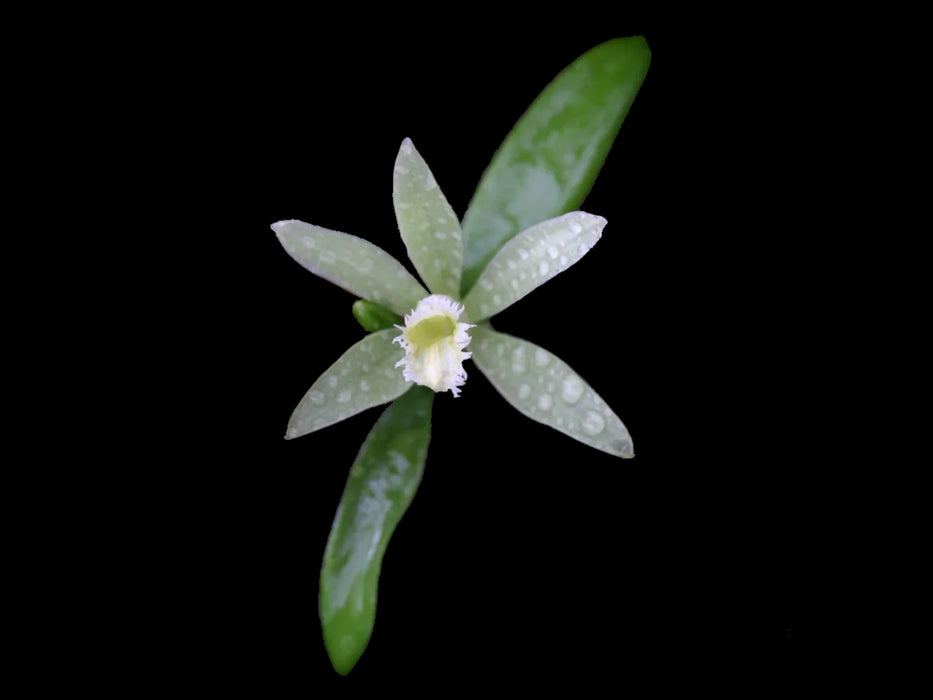 Vanilla planifolia