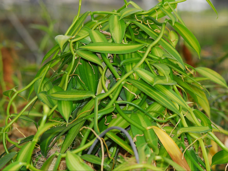 Vanilla planifolia variegada