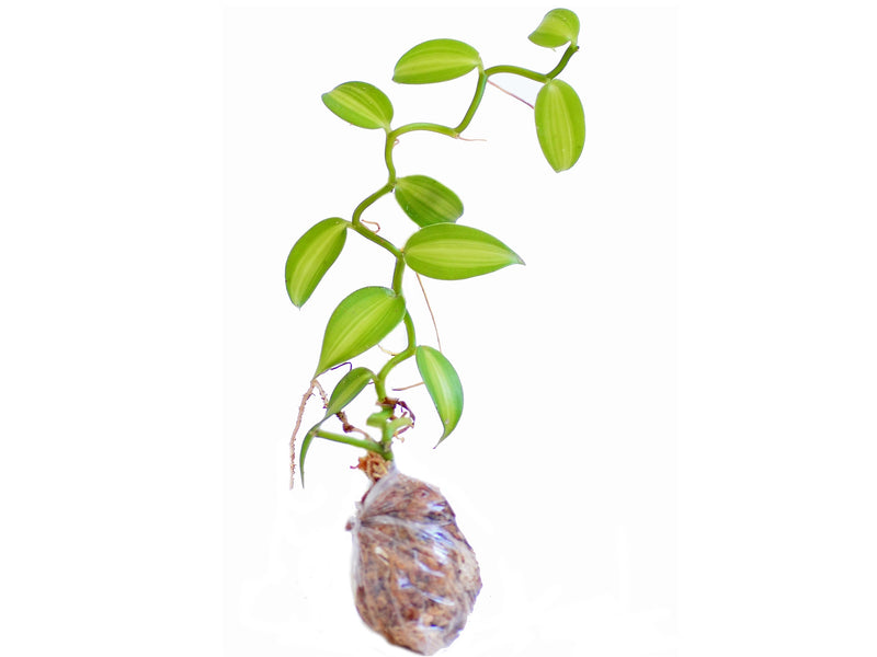 Vanilla planifolia variegada