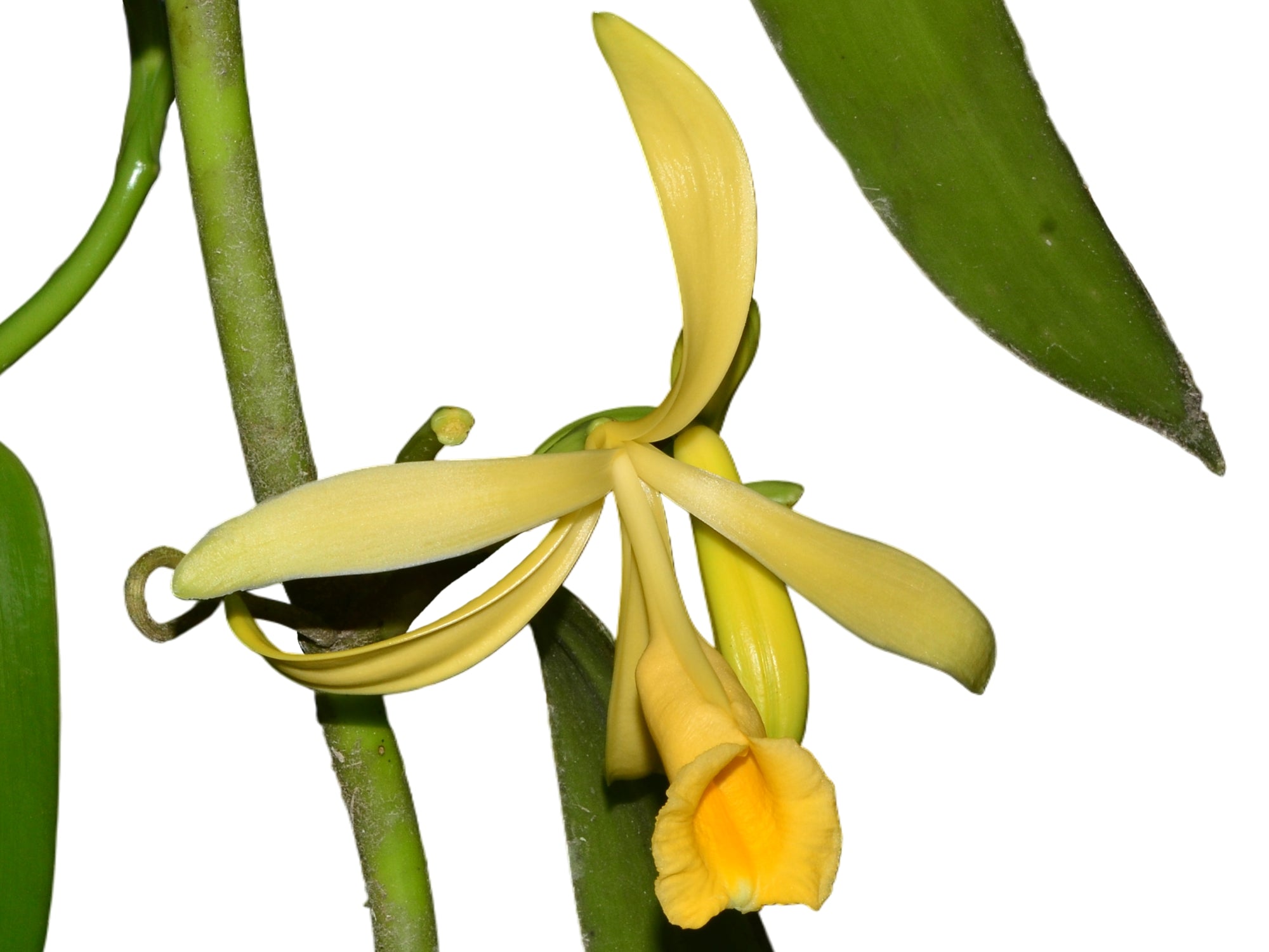 Vanilla pompona