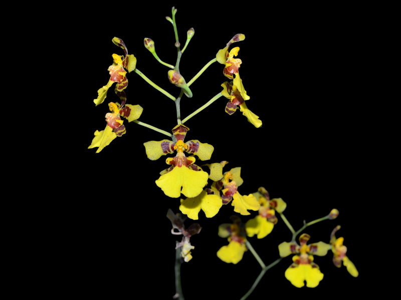 Vitekorchis excavata