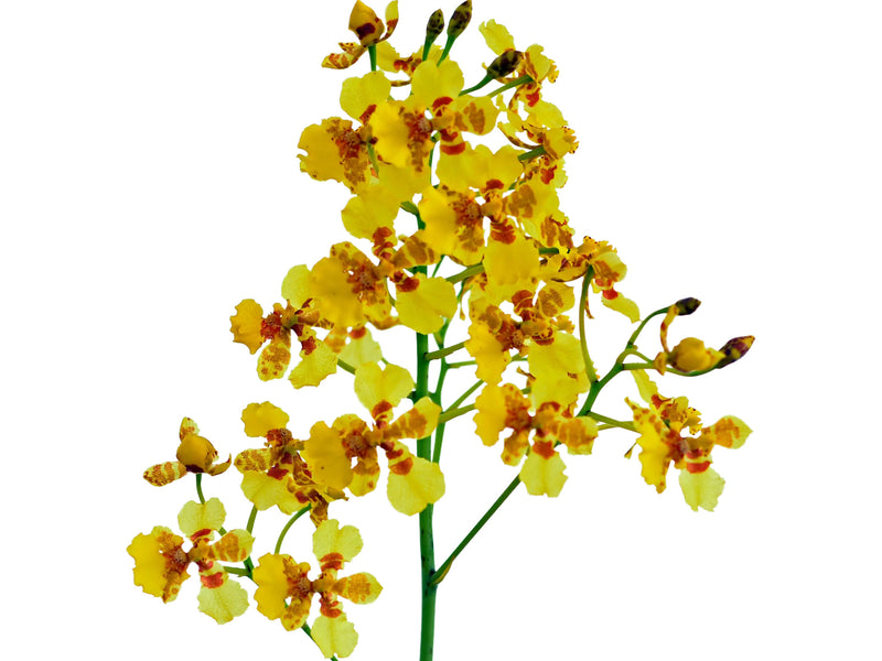 Vitekorchis excavata