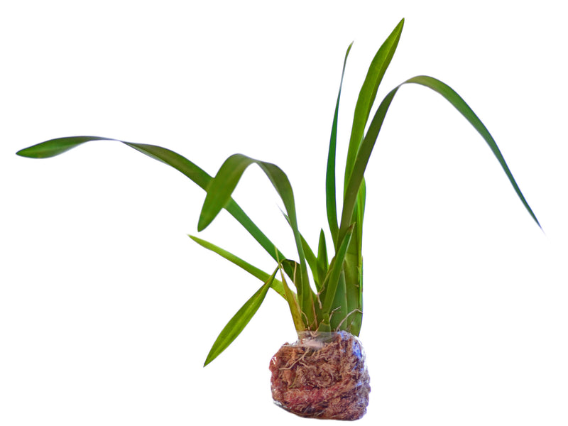 Vitekorchis excavata