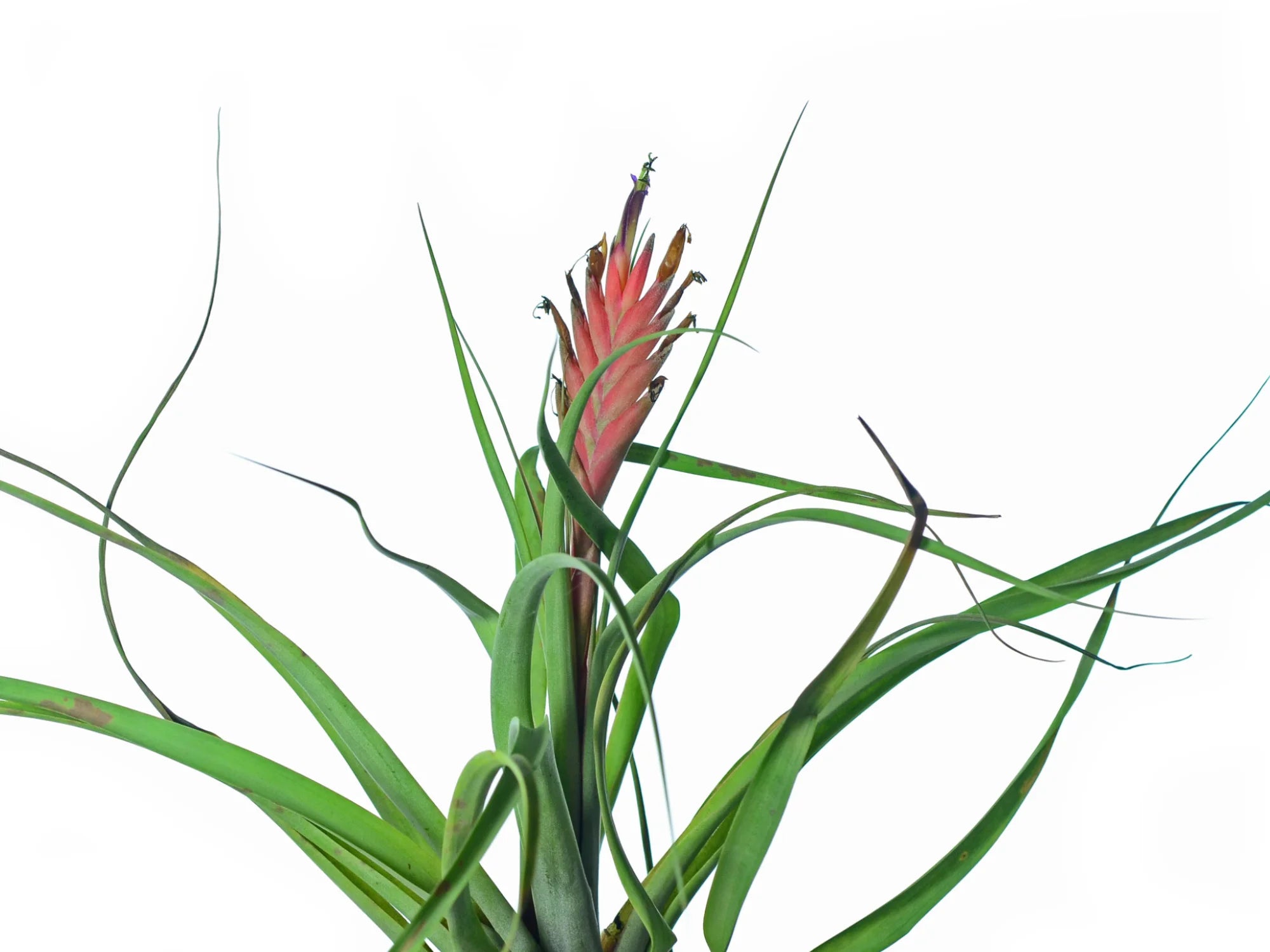 Vriesea barclayana