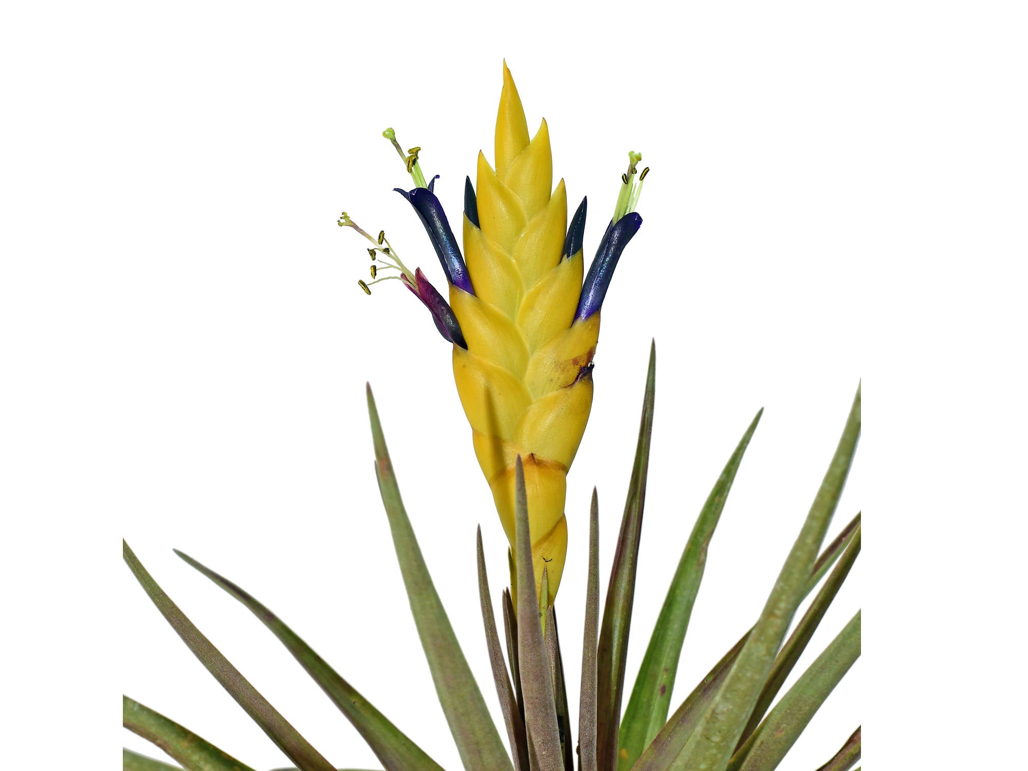 Vriesea cathcartii