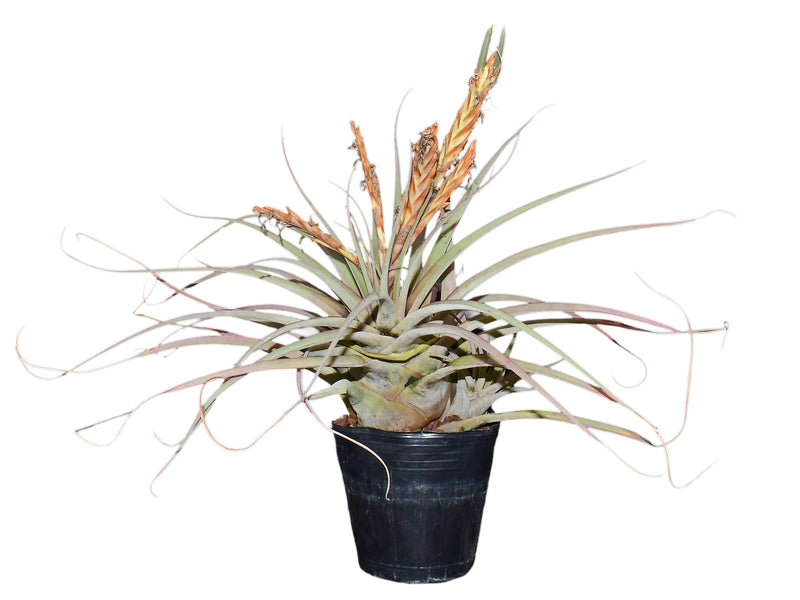 Vriesea incurva cf