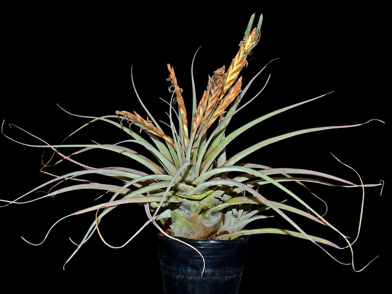Vriesea incurva cf