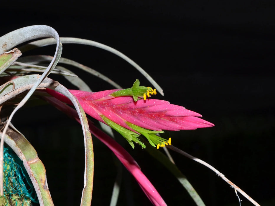 Vriesea limonensis