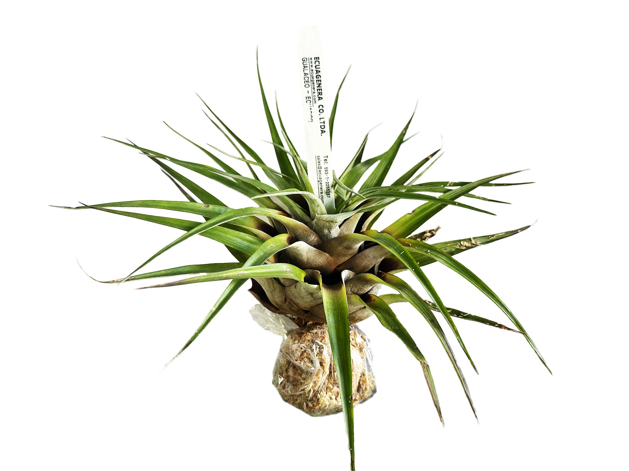 Vriesea limonensis