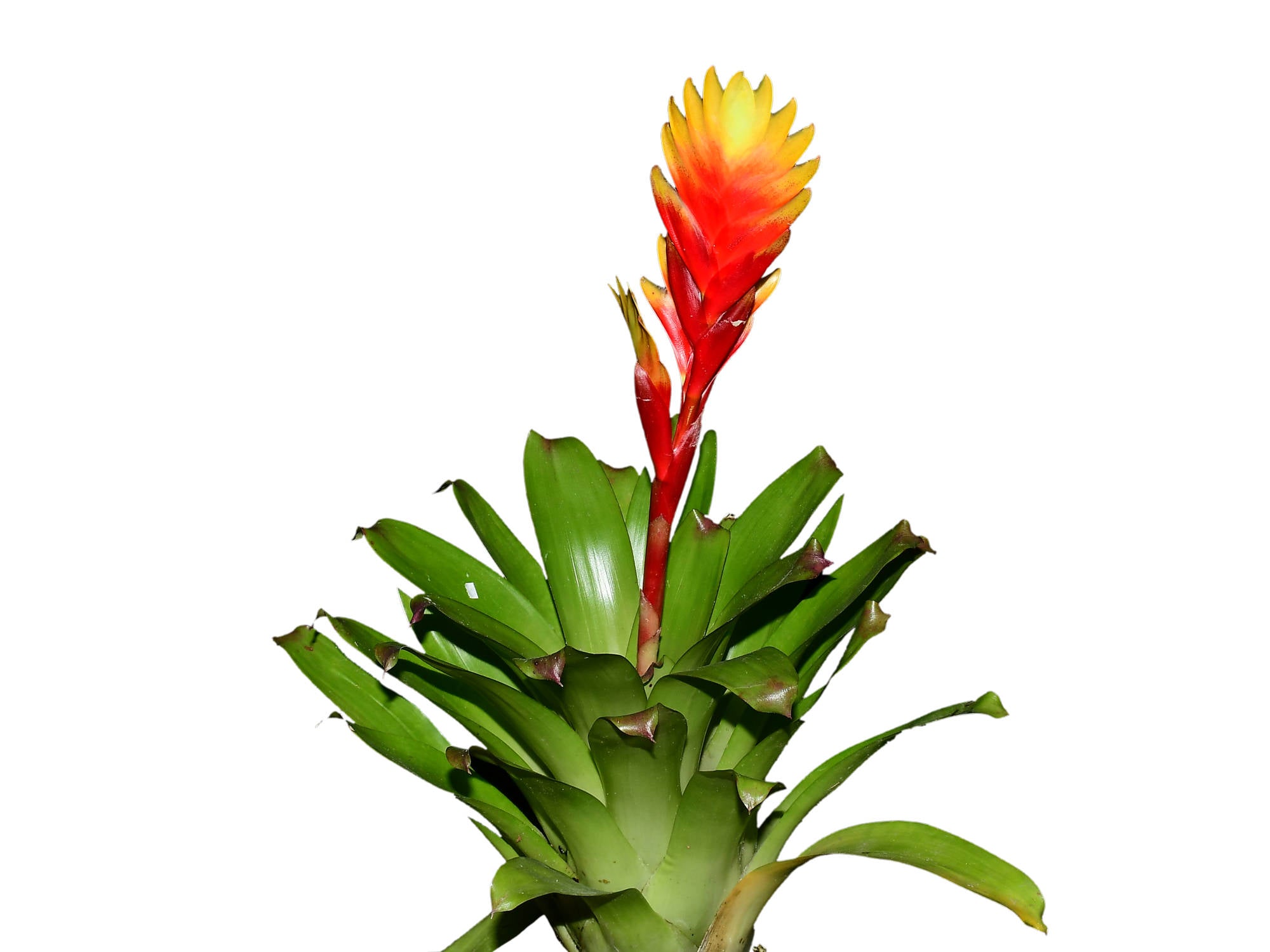 Vriesea Tosca