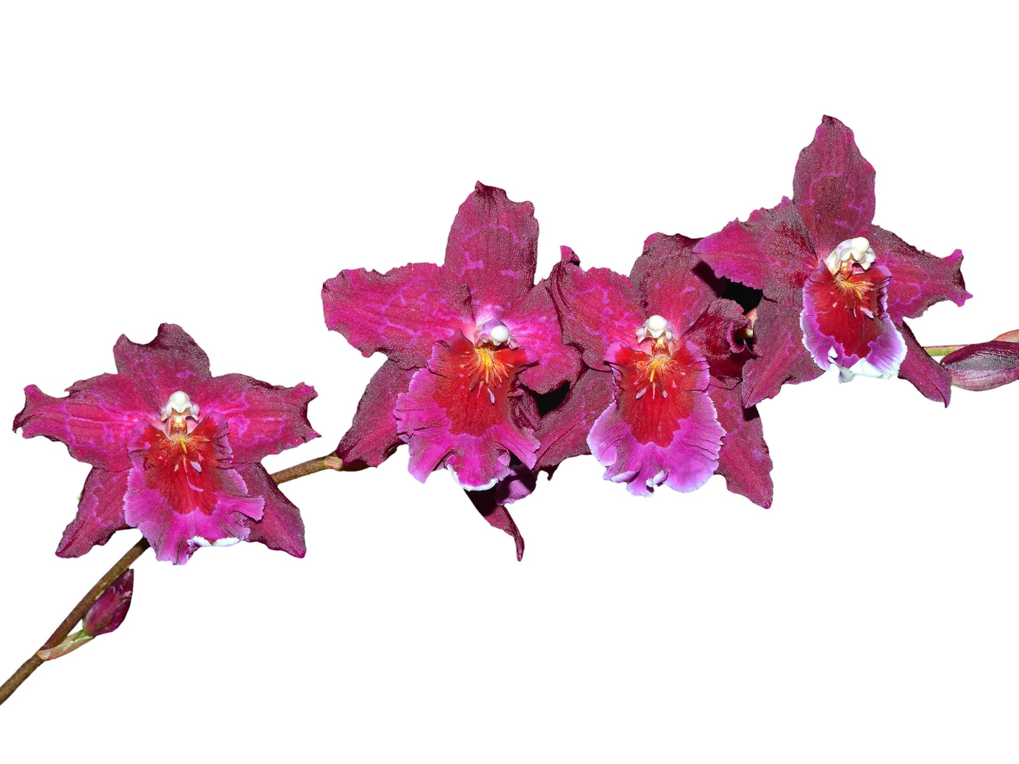 アンシャンテ ピオフィ オラソワ Miltonidium Aloha Passion 'Golden Gate' – Pansy Orchid Alliance