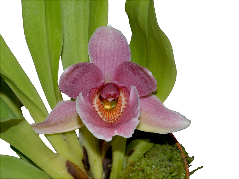 Warczatoria Anagracia de Reyes