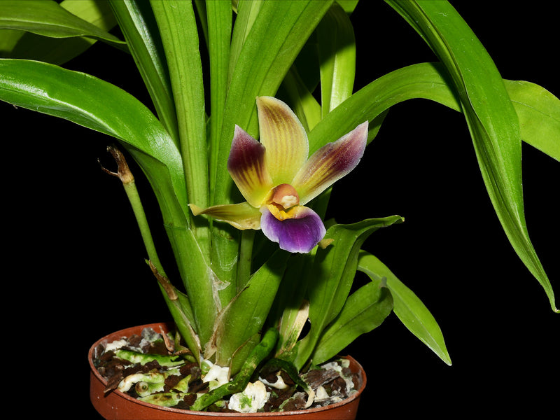 Warczebardia Gary Baker