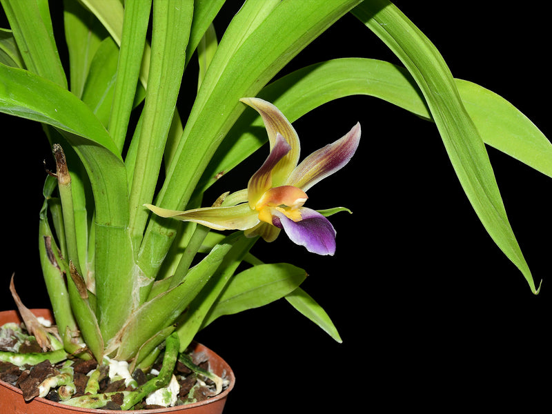 Warczebardia Gary Baker