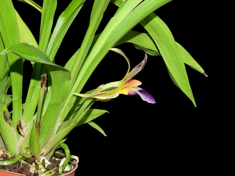 Warczebardia Gary Baker