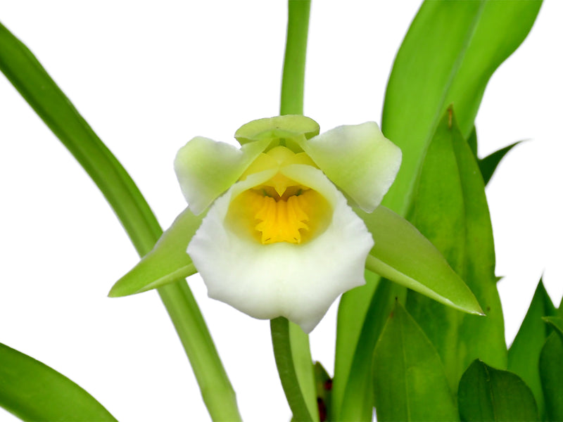 Warczewiczella discolor f. alba