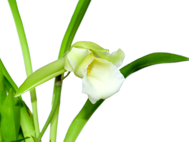 Warczewiczella discolor f. alba