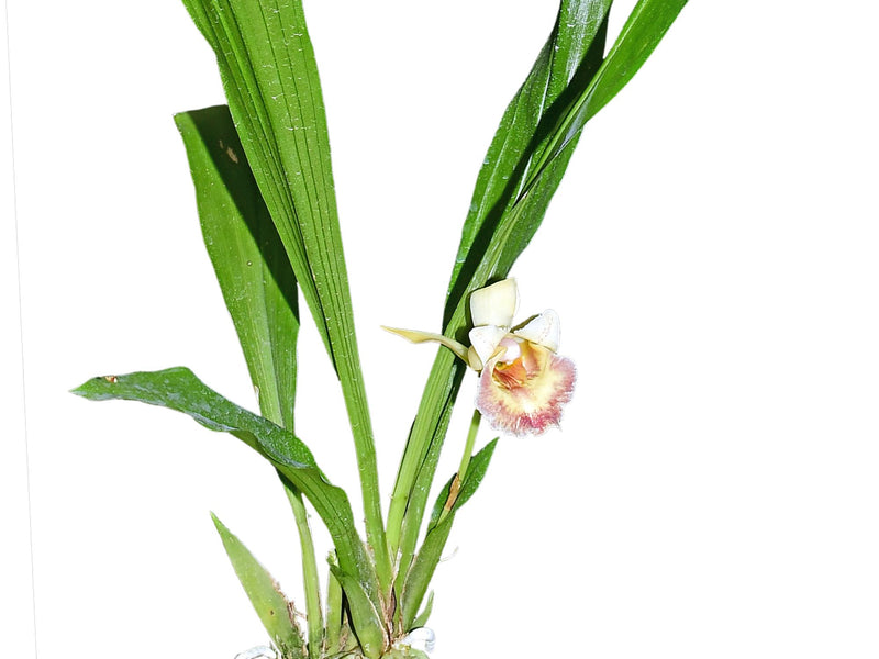 Warczewiczella mashpiensis