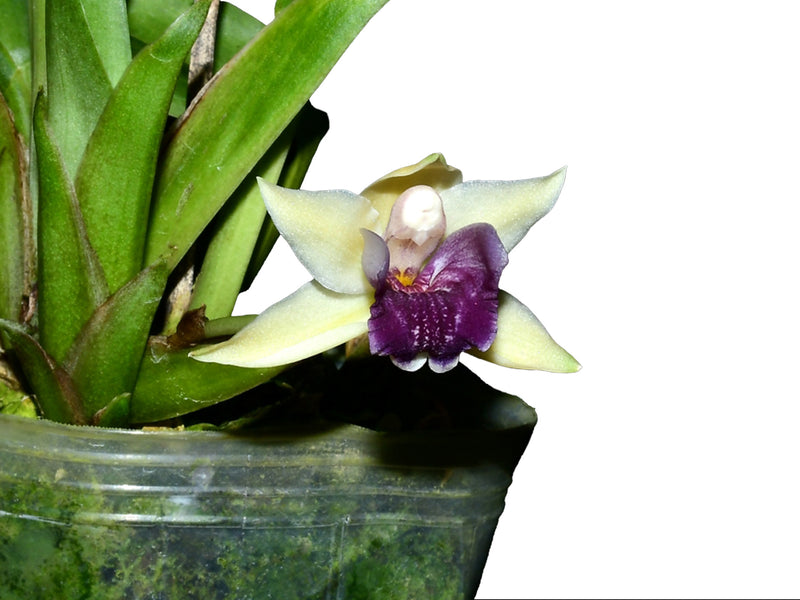 Warczewiczella palatina