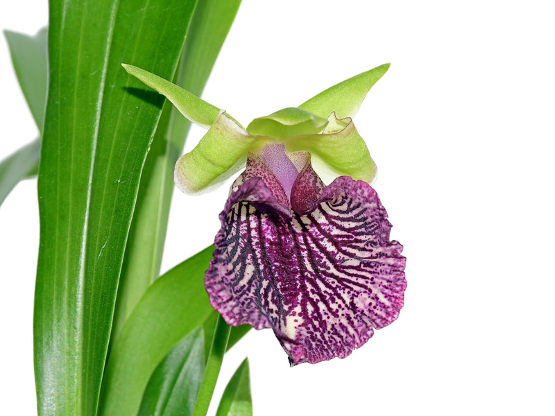 Warczewiczella timbiensis