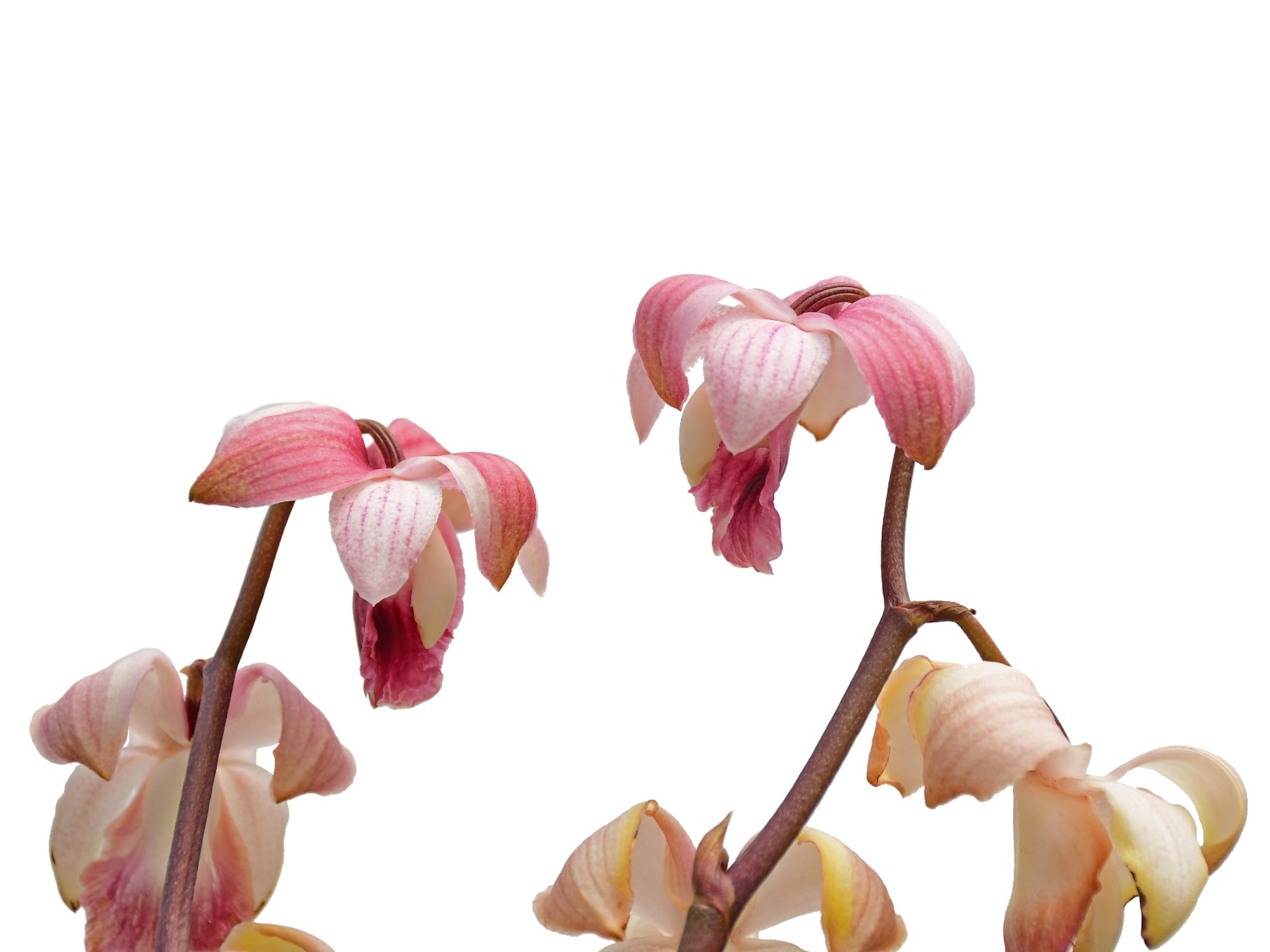 Warrea warreana