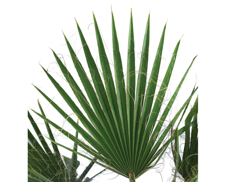 Washingtonia filifera