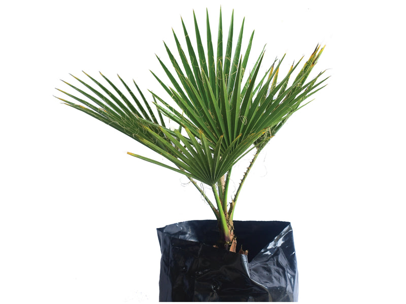 Washingtonia filifera