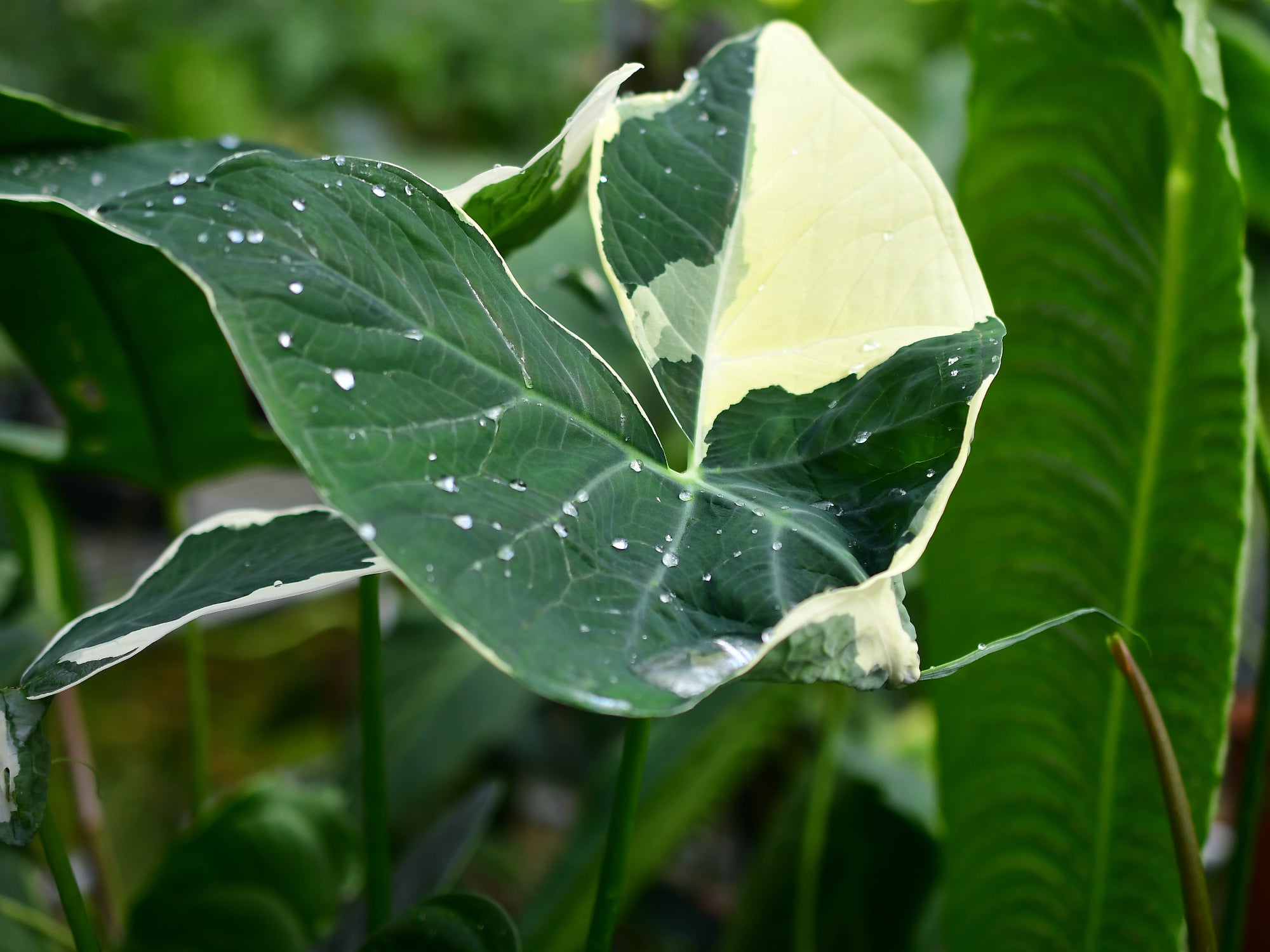 Xanthosoma albomarginata — Ecuagenera Orquídeas del Ecuador