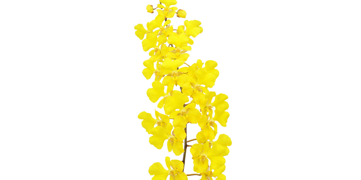 Zelenkoa onusta – Rare Intermediate-Warm Epiphytic Orchid