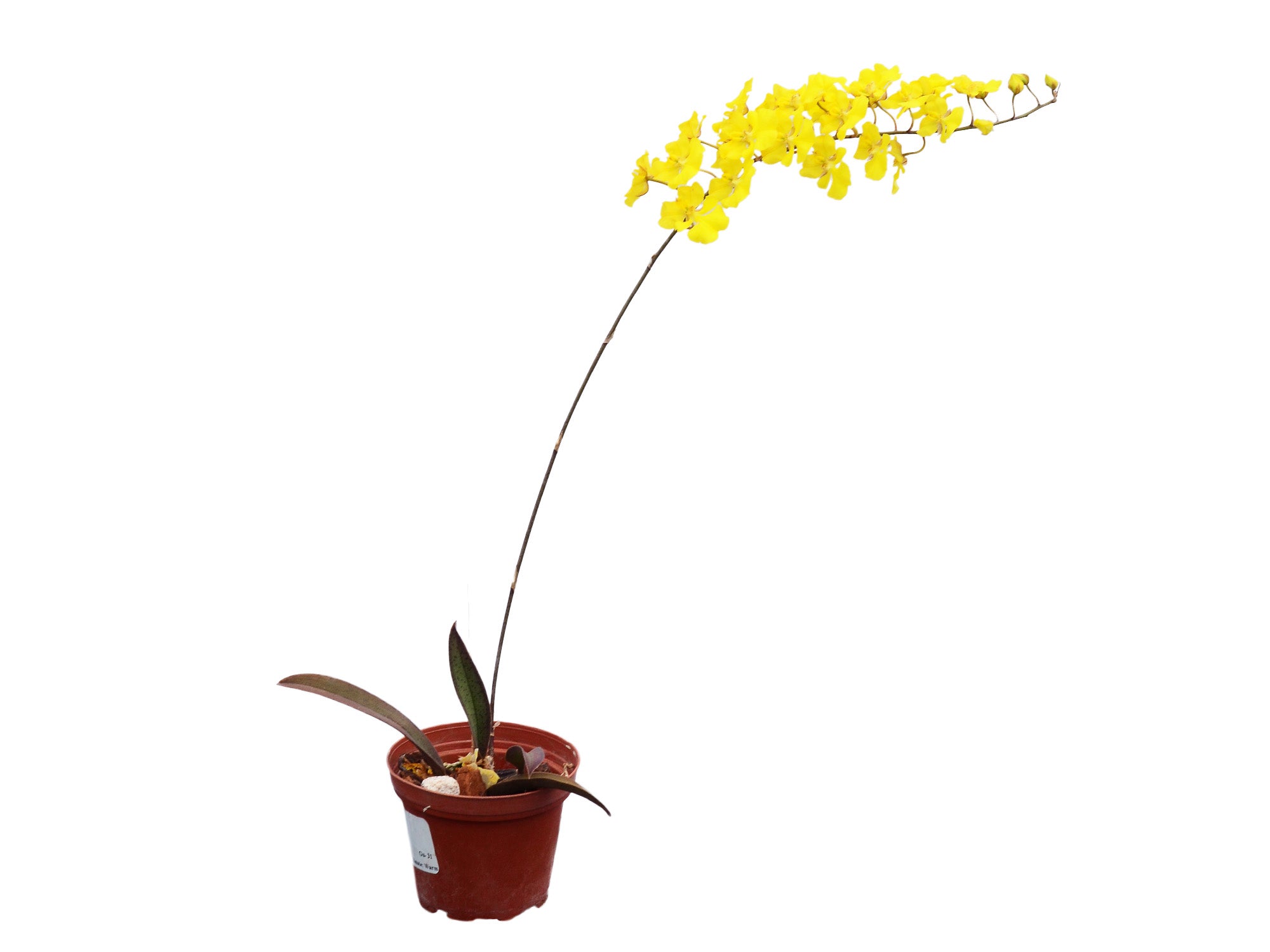 Zelenkoa onusta – Rare Intermediate-Warm Epiphytic Orchid