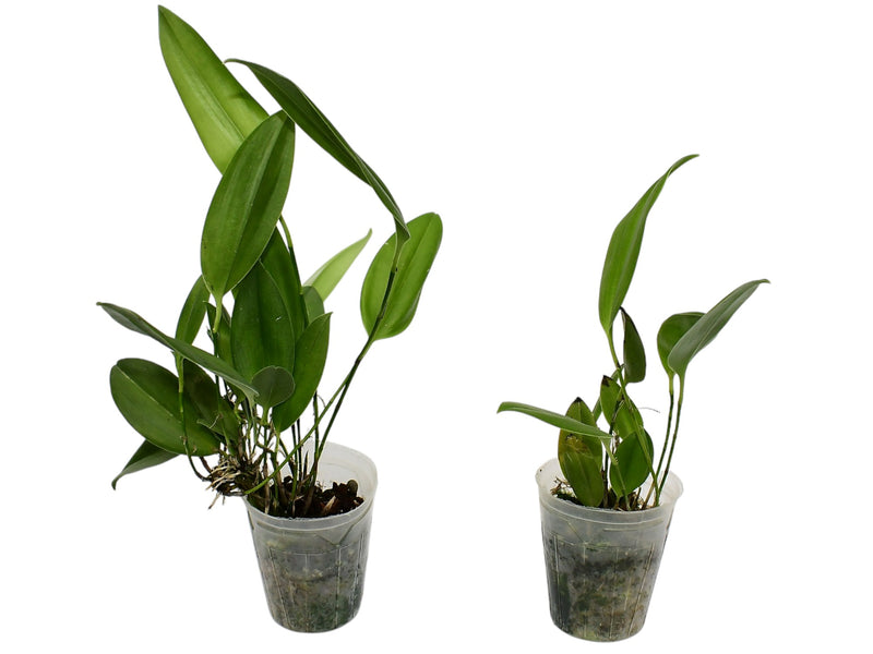 Zootrophion aguirrei (Big)