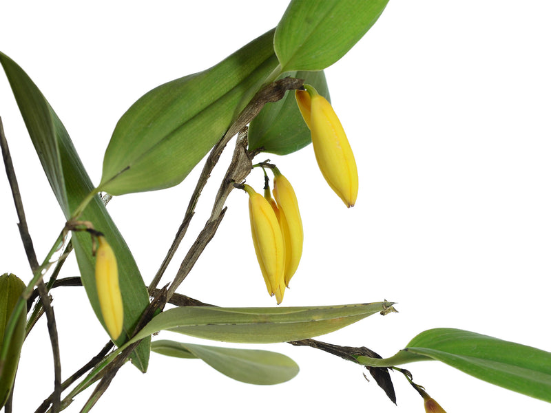 Zootrophion aguirrei xanthinum