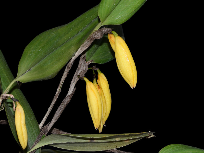 Zootrophion aguirrei xanthinum