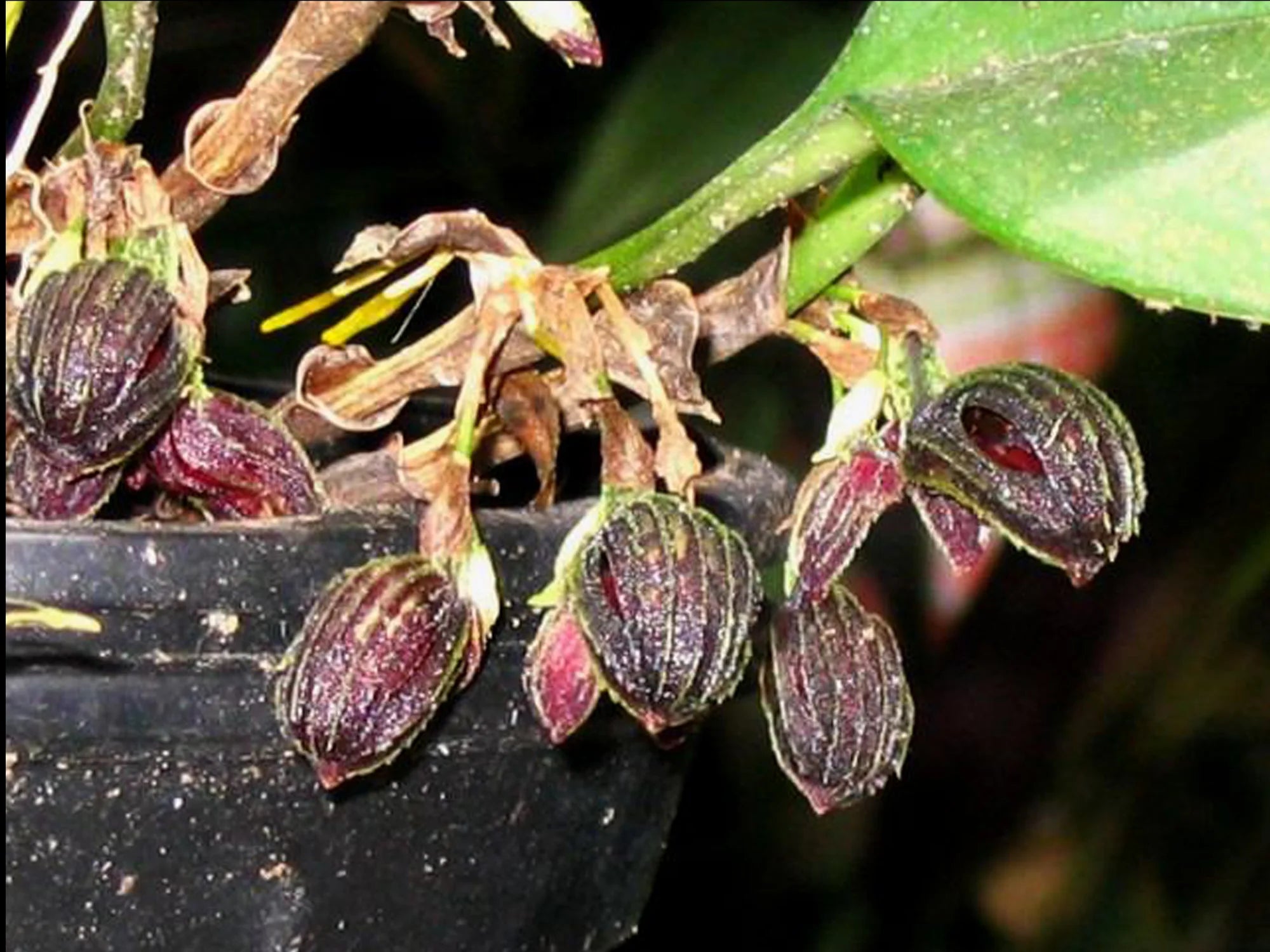 Zootrophion atropurpureum (Big)